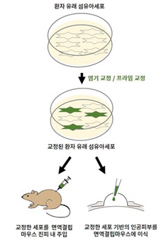 가벼운 마찰에 물집 수포성 표피박리증 유전자 치료 가능성